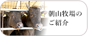朝山牧場のご紹介